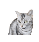 猫しらすちゃんの「しらすたんぷ」（個別スタンプ：31）