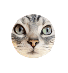 猫しらすちゃんの「しらすたんぷ」（個別スタンプ：32）