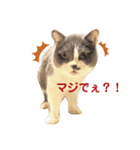 ブリティッシュショートヘアーのとあくん（個別スタンプ：2）
