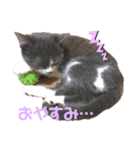 ブリティッシュショートヘアーのとあくん（個別スタンプ：7）