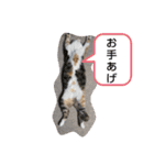 猫のマルとモモ1（個別スタンプ：8）