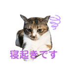 猫のマルとモモ1（個別スタンプ：10）