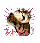 猫のマルとモモ1（個別スタンプ：11）
