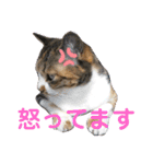 猫のマルとモモ1（個別スタンプ：14）