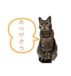 猫のマルとモモ1（個別スタンプ：16）