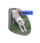 家の犬ポンタのスタンプ ナンバー2（個別スタンプ：1）