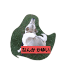 家の犬ポンタのスタンプ ナンバー2（個別スタンプ：3）