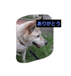 家の犬ポンタのスタンプ ナンバー2（個別スタンプ：6）