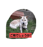 家の犬ポンタのスタンプ ナンバー2（個別スタンプ：7）