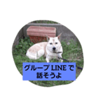 家の犬ポンタのスタンプ ナンバー2（個別スタンプ：8）