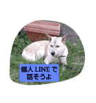 家の犬ポンタのスタンプ ナンバー2（個別スタンプ：9）