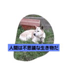 家の犬ポンタのスタンプ ナンバー2（個別スタンプ：10）