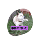 家の犬ポンタのスタンプ ナンバー2（個別スタンプ：11）
