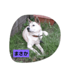 家の犬ポンタのスタンプ ナンバー2（個別スタンプ：12）