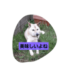 家の犬ポンタのスタンプ ナンバー2（個別スタンプ：13）