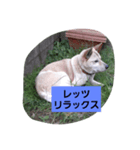 家の犬ポンタのスタンプ ナンバー2（個別スタンプ：14）