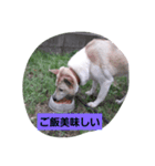 家の犬ポンタのスタンプ ナンバー2（個別スタンプ：16）