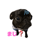パグはPUG  vol.5（個別スタンプ：1）