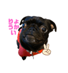 パグはPUG  vol.5（個別スタンプ：3）