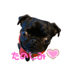 パグはPUG  vol.5（個別スタンプ：5）