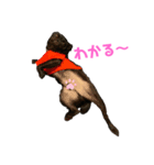 パグはPUG  vol.5（個別スタンプ：7）