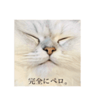 ペロって言うのよ！！（個別スタンプ：1）