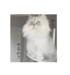 ペロって言うのよ！！（個別スタンプ：4）