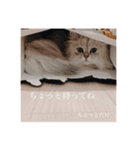 ペロって言うのよ！！（個別スタンプ：7）