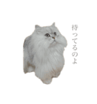 ペロって言うのよ！！（個別スタンプ：8）