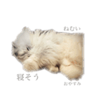 ペロって言うのよ！！（個別スタンプ：15）