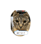 保護猫こばんスタンプ（個別スタンプ：1）