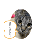 保護猫こばんスタンプ（個別スタンプ：2）