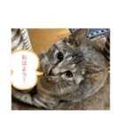 保護猫こばんスタンプ（個別スタンプ：3）