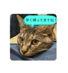 保護猫こばんスタンプ（個別スタンプ：4）