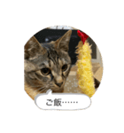 保護猫こばんスタンプ（個別スタンプ：5）