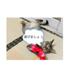 保護猫こばんスタンプ（個別スタンプ：6）
