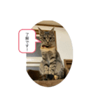 保護猫こばんスタンプ（個別スタンプ：7）