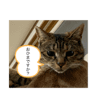 保護猫こばんスタンプ（個別スタンプ：8）