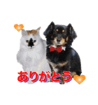 我が家の可愛いワンニャンスタンプ（個別スタンプ：1）