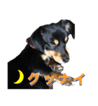 我が家の可愛いワンニャンスタンプ（個別スタンプ：4）