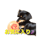 我が家の可愛いワンニャンスタンプ（個別スタンプ：5）