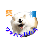 我が家の可愛いワンニャンスタンプ（個別スタンプ：6）