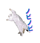 我が家の可愛いワンニャンスタンプ（個別スタンプ：10）