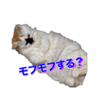 我が家の可愛いワンニャンスタンプ（個別スタンプ：13）