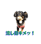 我が家の可愛いワンニャンスタンプ（個別スタンプ：14）
