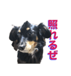 我が家の可愛いワンニャンスタンプ（個別スタンプ：16）