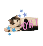 りあんちの猫スタ（個別スタンプ：1）
