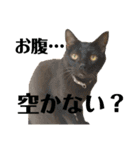 りあんちの猫スタ（個別スタンプ：5）