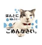 りあんちの猫スタ（個別スタンプ：9）