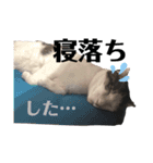 りあんちの猫スタ（個別スタンプ：10）